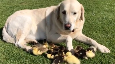 Foto: Bikin Gemas! Anjing Ini Jadi Ayah Angkat 9 Anak Bebek