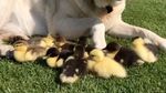 Foto: Bikin Gemas! Anjing Ini Jadi Ayah Angkat 9 Anak Bebek