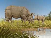 Studi Sarankan Nama Ilmiah Baru untuk Badak Jawa Ujung Kulon, Ganti Jadi Apa?