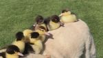 Foto: Bikin Gemas! Anjing Ini Jadi Ayah Angkat 9 Anak Bebek