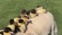 Bahkan anak-anak bebek itu iseng dengan naik ke punggung Fred (Foto: Dok. Facebook Mountfichet Castle)