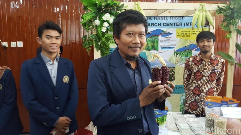 Unduh 84 Koleksi Background Kuning Jagung HD Terbaik