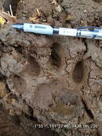 Jejak kaki harimau yang serang warga di Jambi