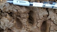 Seekor harimau sumatera pada Rabu sore sekitar pukul 16.30 WIB telah menyerang seorang petani karet bernama Rukmayanti, serangan secara tiba-tiba itu dilakukan harimau kepada korban saat hendak pulang berkebun. 