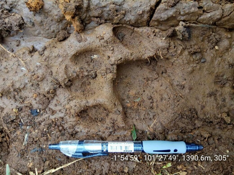 Mengapa Harimau Ngamuk di Jambi? Ini 4 Kajian KLHK Mengapa Harimau Ngamuk di Jambi? Ini 4 Kajian KLHK