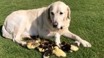 Foto: Bikin Gemas! Anjing Ini Jadi Ayah Angkat 9 Anak Bebek