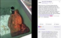Pria Ini Lepaskan Gurita Seberat 31 Kilogram dari Pasar Ikan Agar Tak Diolah Jadi Makanan