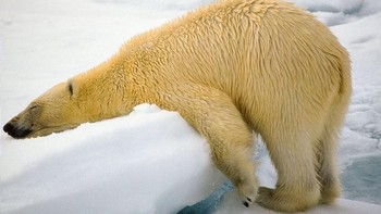 Foto: instagram.com/comedywildlifephoto