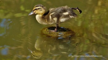 Atraksi bebek kecil. Karya Tim Clifton. Foto: instagram.com/comedywildlifephoto