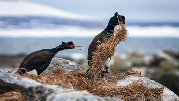 Rebutan rumput kering. Karya Dmitry Utkim. Foto: instagram.com/comedywildlifephoto