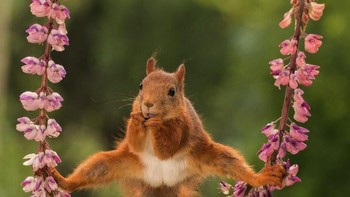 Aksi akrobatik tupai. Karya Geert Weggen. Foto: instagram.com/comedywildlifephoto