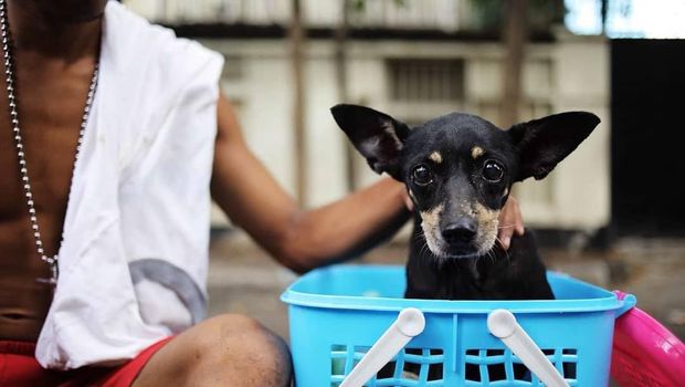 Diduga anjing tersebut dibuang pemiliknya dan terjebak di kali tersebut selama 3 hari