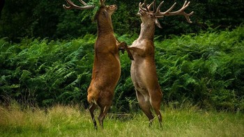 Dansa yuk... Karya Bartek Olszewski. Foto: instagram.com/comedywildlifephoto
