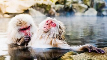 Santai dulu bro... Karya Yusuke Okada. Foto: instagram.com/comedywildlifephoto