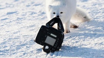 Jangan pernah tinggalkan kamera, bila tidak begini kejadiannya. Karya Michou Von Beschwitz. Foto: instagram.com/comedywildlifephoto