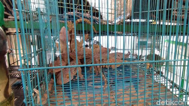  Tokek yang Masih Hits di Jakarta, Jadi Obat hingga Tolak Bala
