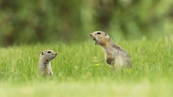 Haloooo.... Karya Nick Parayko. Foto: instagram.com/comedywildlifephoto