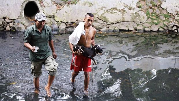 Setelah dievakuasi, anjing itu langsung dibawa relawan