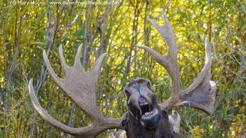 Sound of Moosic. Karya Mary Hone. Foto: instagram.com/comedywildlifephoto