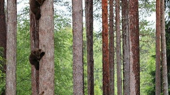 Ngumpet dari bunda. Karya Valtteri Mulkahainen. Foto: instagram.com/comedywildlifephoto