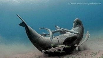 Dugong lagi diklitik oleh ikan-ikan kecil. Foto: instagram.com/comedywildlifephoto