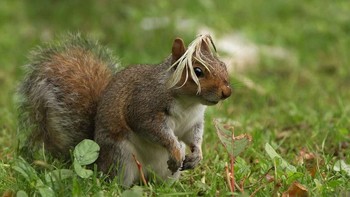 Mencoba menambah rambut palsu. Karya Maria Kula. Foto: instagram.com/comedywildlifephoto