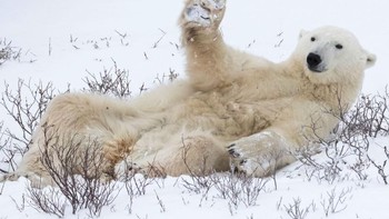 Saatnya bersantai... Karya Simon Gee. Foto: instagram.com/comedywildlifephoto