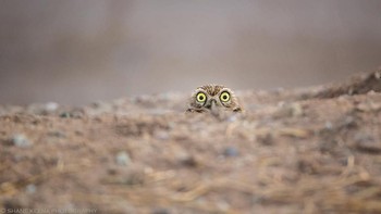 Ada yang panggil saya? Karya Shane Keena. Foto: instagram.com/comedywildlifephoto