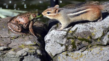 Ciuman terlaran. Karya Isabelle Marozzo. Foto: instagram.com/comedywildlifephoto