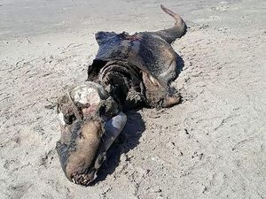 Makhluk Misterius Terdampar di Pantai Wales