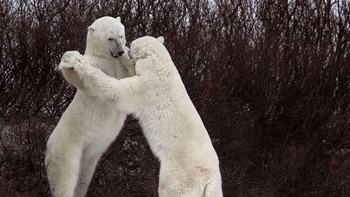 Mari berdansa... Karya Luca Venturi. Foto: instagram.com/comedywildlifephoto