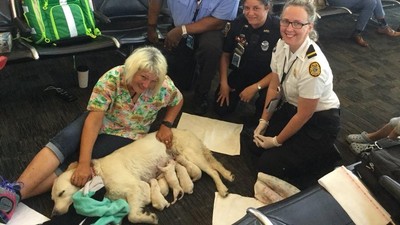 Foto: Saat Anjing Pemandu Melahirkan di Bandara Florida