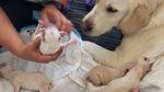 Foto: Saat Anjing Pemandu Melahirkan di Bandara Florida