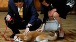 Foto: PM Jepang Bawa Anak Anjing Akita ke Rusia