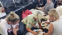 Tujuh anak anjing jantan dan satu betina.  (Foto: Dok. Tampa Fire Rescue)