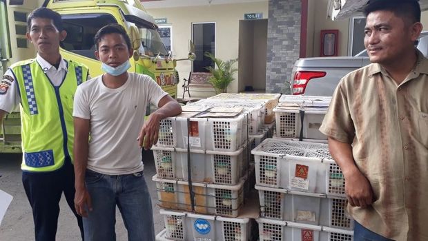 100 Burung Manyar Asal Lampung Disita Petugas Karantina
