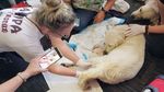 Foto: Saat Anjing Pemandu Melahirkan di Bandara Florida