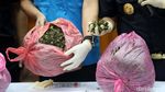 BNN Gagalkan Penyelundupan 68 Kg Daun Katinon
