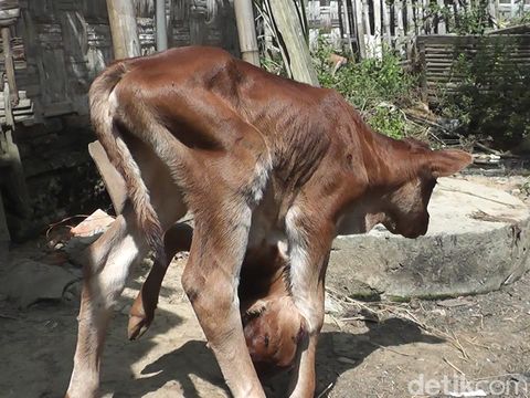 Bayi Sapi di Rembang Lahir Berkepala 2 dan Berkaki 5