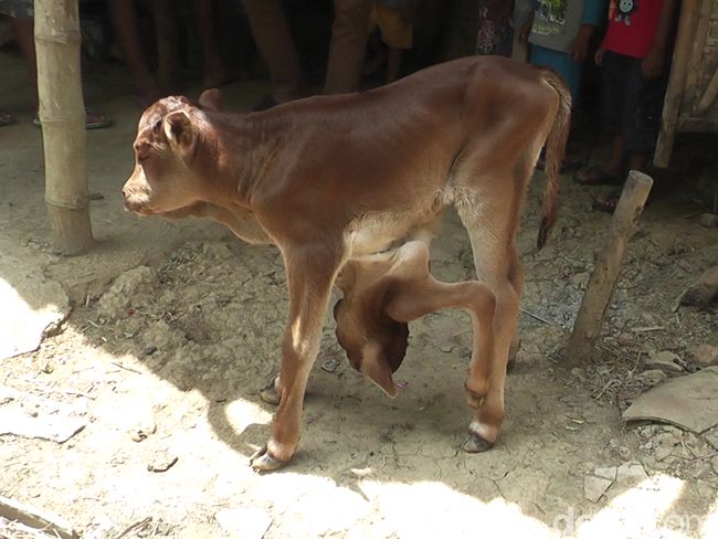 Bayi Sapi di Rembang Lahir Berkepala 2 dan Berkaki 5