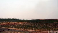 Foto: Selain pohon Yang, lahan padang pasir yang gersang nan tandus di China juga ditanami wolfberry, semacam beri-berian yang bisa diolah menjadi permen dan dodol. Ada banyak perkebunan wolfberry ini di sana. (Wahyu/detikTravel)