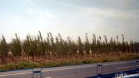 Foto: Jika kita menempuh perjalanan darat di sepanjang Provinsi Inner Mongolia-Ningxia-Gansu di China, kita akan melihat pemandangan seperti ini. Inilah usaha Pemerintah China untuk menghijaukan gurun-gurun pasir di sana. (Wahyu/detikTravel)