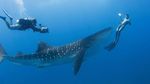 Foto: Kapal Selam Eksklusif di Maldives
