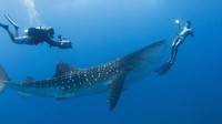 Dari kapal selam Super Falcon 3S traveler akan melihat formasi karang yang menawan, melihat kura-kura, hiu paus, lumba-lumba dan pari. Traveler juga akan diajak menjelajahi perairan Maladewa hingga kedalaman 37 meter (Four Season)