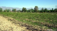 Di Provinsi Ningxia, traveler bisa melihat langsung perkebunan tanaman yang masuk famili Solanaceae ini. Tanamannya berbentuk perdu, dengan tinggi 1 hingga 3 meter. (Wahyu/detikTravel)