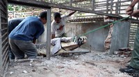 Tembok penangkaran pun mesti dibongkar saat proses evakuasi buaya ini.