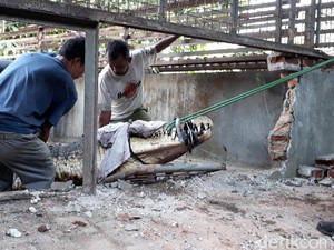 Pemilik Rela Lepas Buaya 800 Kg yang Sudah Dipelihara 20 Tahun