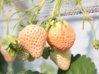 Ini 6 Fakta Buah Strawberry Putih yang Berharga Fantastis