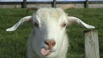 Salam dari mbek. (Foto: Internet)