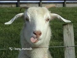 Meme Curhatan Masih Kerja di Hari Kejepit